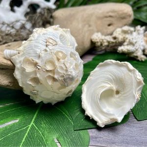 (2) RARE White Carrier Seashells Collector Shells Coastal Nautical Beach Decor